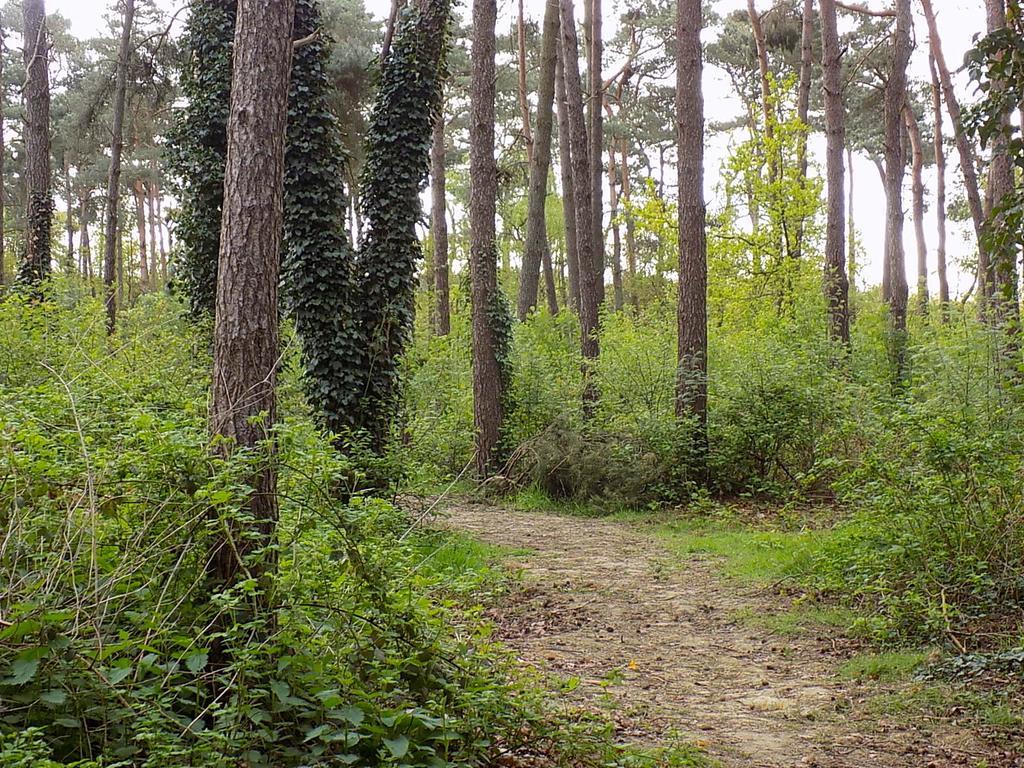 Verblijfpark De Brem Lille Exteriör bild